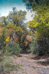 Trail through fall colored trees