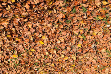 Textural background from fallen leaves of a poplar. An autumn carpet from foliage. the turned yellow autumn dry leaves of a poplar.