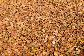 Textural background from fallen leaves of a poplar. An autumn ca