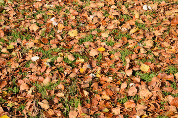Textural background from fallen leaves of a poplar. An autumn ca
