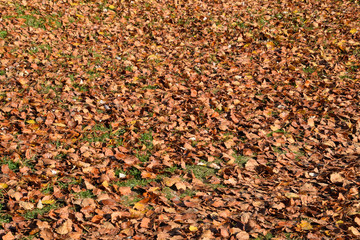 Textural background from fallen leaves of a poplar. An autumn ca