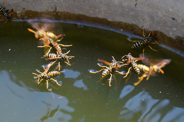 Wasps Polistes drink water. Wasps drink water from the pan, swim
