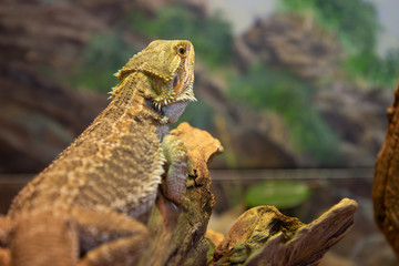 Central Breaded Dragon Reptile Lizard Resting on Tree Branch