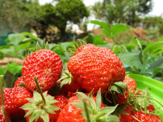 strawberries in the garden