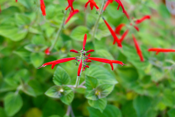 Ananas Salbei, Honigmelonensalbei, Salvia Elegans