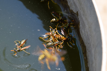 Wasps Polistes drink water. Wasps drink water from the pan, swim