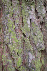 Bark of a coniferous tree