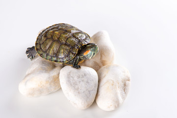 Studio shot of a little red-eared turtle  sitting on white stones