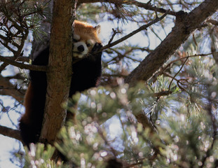 Cute Red Panda Resting Up High in a Tree