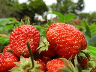 strawberry on wooden background