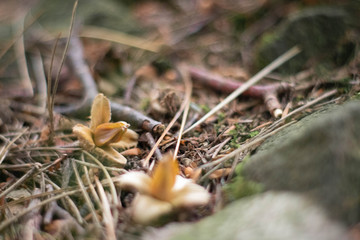 Macro of Beech Seeds  in Peak District