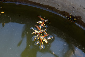 Wasps Polistes drink water. Wasps drink water from the pan, swim
