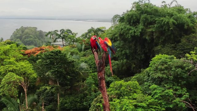 Scarlet Macaw Ara macao pair in the wild aerial view