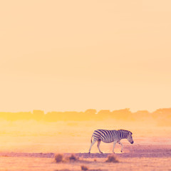 Zebra Sunset Africa