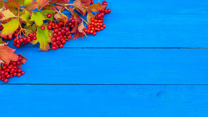 Background with autumn red and yellow leaves and twigs with red viburnum berries on a blue  wooden background with copyspace