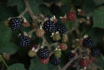 Blackberry Bramble (Rubus) in Peak District