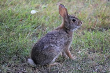 Bunny in the grass