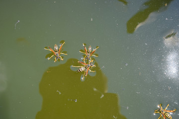 Wasps Polistes drink water. Wasps drink water from the pan, swim