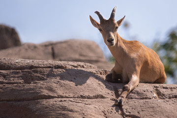 West Caucasian Tur Lying on a Rock Looking at Camera