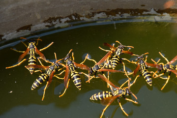 Wasps Polistes drink water. Wasps drink water from the pan, swim