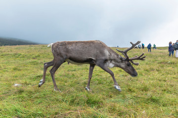 Cairngorm mountains, United Kingdom - July 27, 2019: The Cairngorm Reindeer Herd is Britain's only free-ranging herd of reindeer found in the Cairngorm mountains in Scotland.