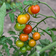 Colorful Cherry tomatoes ripening on the vine