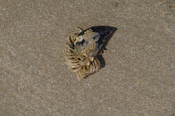 Marine polyps of anemia on the shell of the shell.