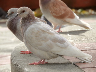 white pigeon
