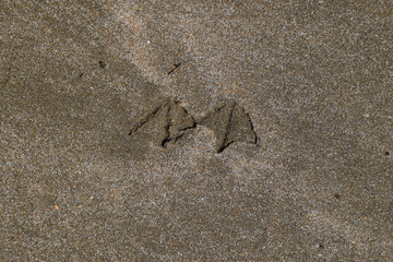 Traces of a seagull on the sand by the sea