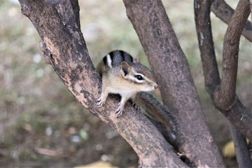 Chipmunk in a bush