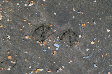 Traces of a seagull on the sand by the sea