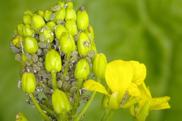 진딧물. 해충. 농약.정원. 원예. 