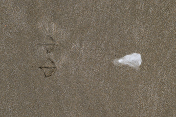 Shit the seagull on the sand. Shit. Traces of a seagull on the sand by the sea
