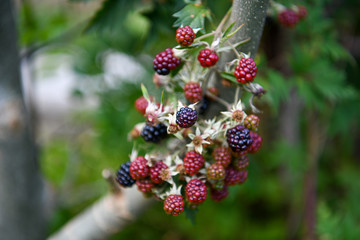 branch of ripening blackberries