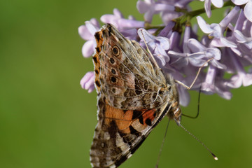 Butterfly rash on lilac colors. Butterfly urticaria.