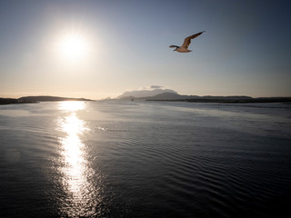 SARDINIA, ITALY - Sunset with Seagull (Port of Olbia)