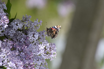 Lilac flowers on the branches of a butterfly admiral
