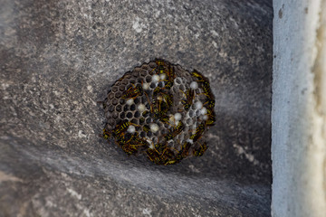 nest of a family of wasps which is taken a close-up.