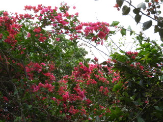 red flowers in the garden