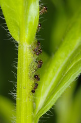 진딧물. 해충. 농약. 방제. 정원. 