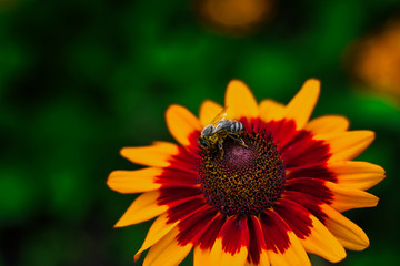 Honigbiene auf einer Blume