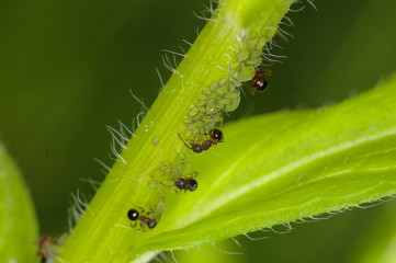 진딧물. 해충. 농약. 방제. 정원. 