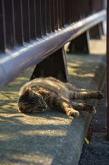 夕陽を浴びて寝ている猫
