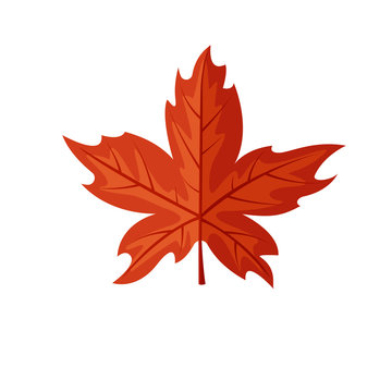 Maple leaf vector illustration. Red autumn leaf picture.
