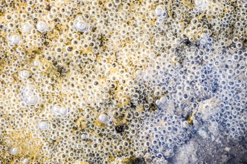 Bubbles of air in mud and silt under water. Background of bubbles, surface texture.
