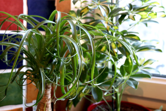 Indoor house plant, Ponytail Palm