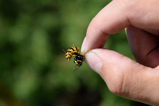 Common wasp on pinched fingers