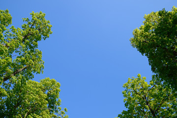 Alley of horse chestnuts against the blue sky. Green trees in th