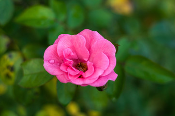 Fototapeta na wymiar Pink fresh beautiful roses, close-up image