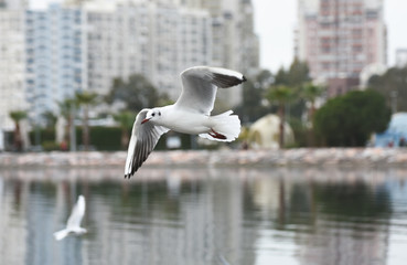 seagull in flight